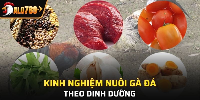 Kinh nghiệm nuôi gà đá theo dinh dưỡng
